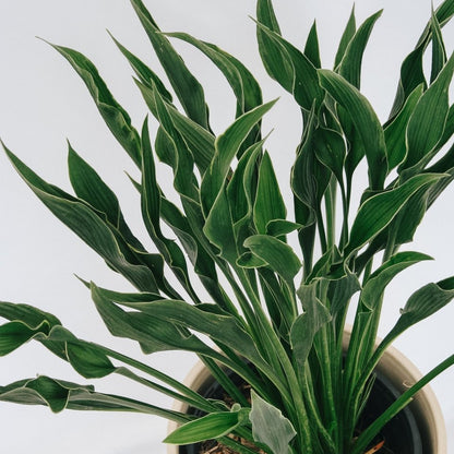 Praying Hands Plantain Lily - LandscapeDirect