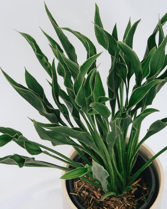 Praying Hands Plantain Lily - LandscapeDirect