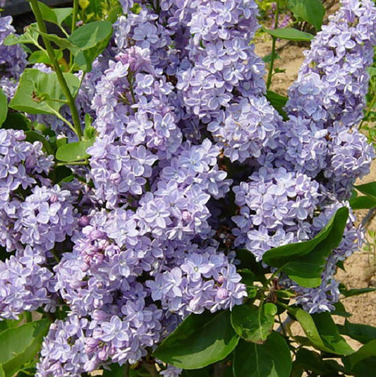 President Grevy Lilac