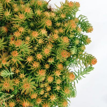 Prima Angelina Stonecrop - LandscapeDirect