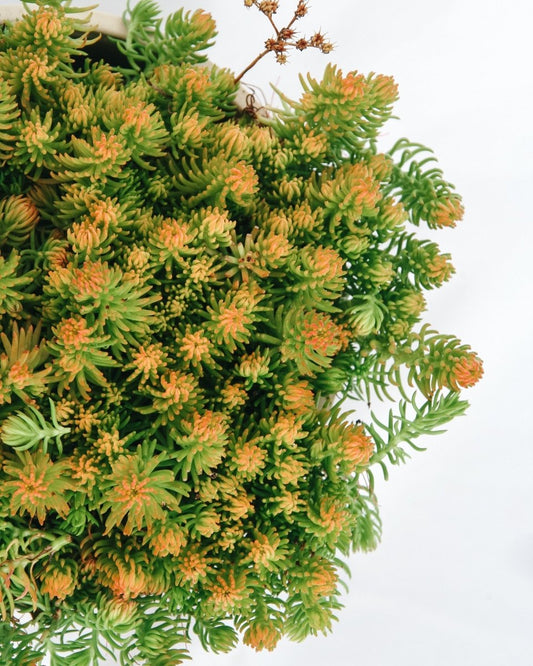 Prima Angelina Stonecrop - LandscapeDirect