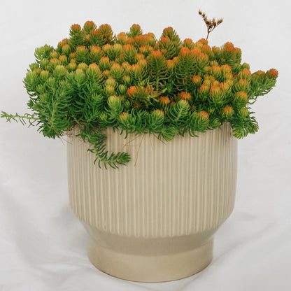 Prima Angelina Stonecrop - LandscapeDirect