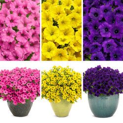 Prime Time Combo - Super Pack - LandscapeDirect