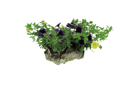 Prime Time Combo - Super Pack - LandscapeDirect