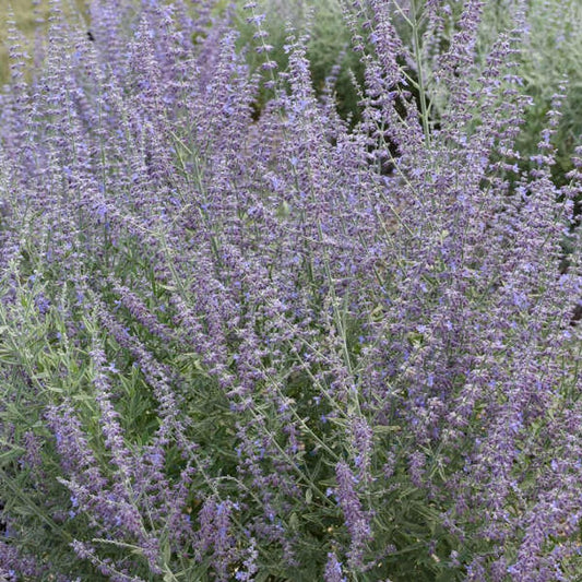 Prime Time Russian Sage - LandscapeDirect