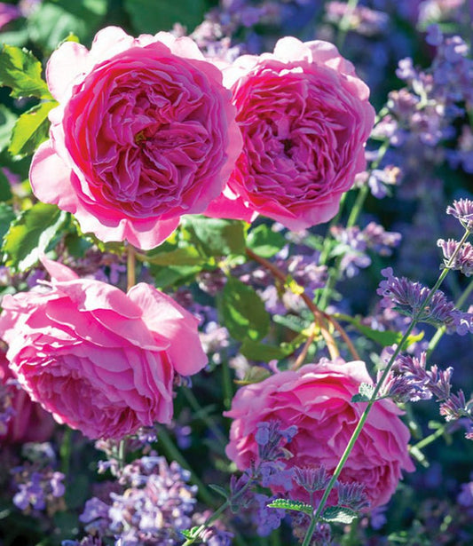 Princess Alexandra of Kent English Rose - LandscapeDirect