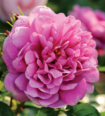Princess Anne English Rose - LandscapeDirect