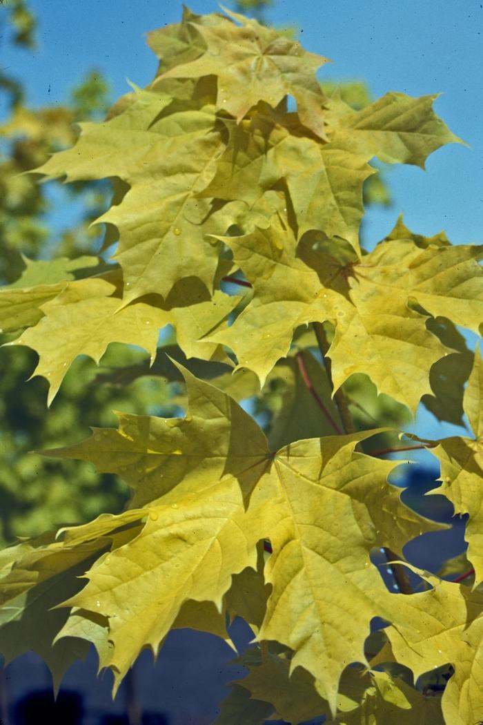 Princeton Gold Norway Maple - LandscapeDirect