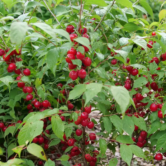 Facile comme une tarte aux prunes cerises