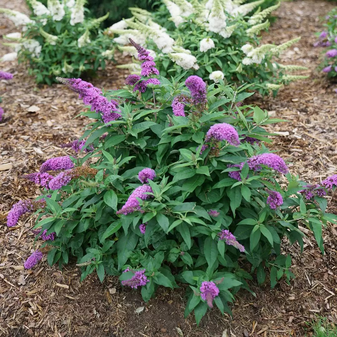 Pugster Periwinkle Butterfly Bush - LandscapeDirect