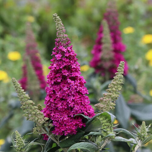 PUGSTER PICO PUNCH™ Butterfly Bush