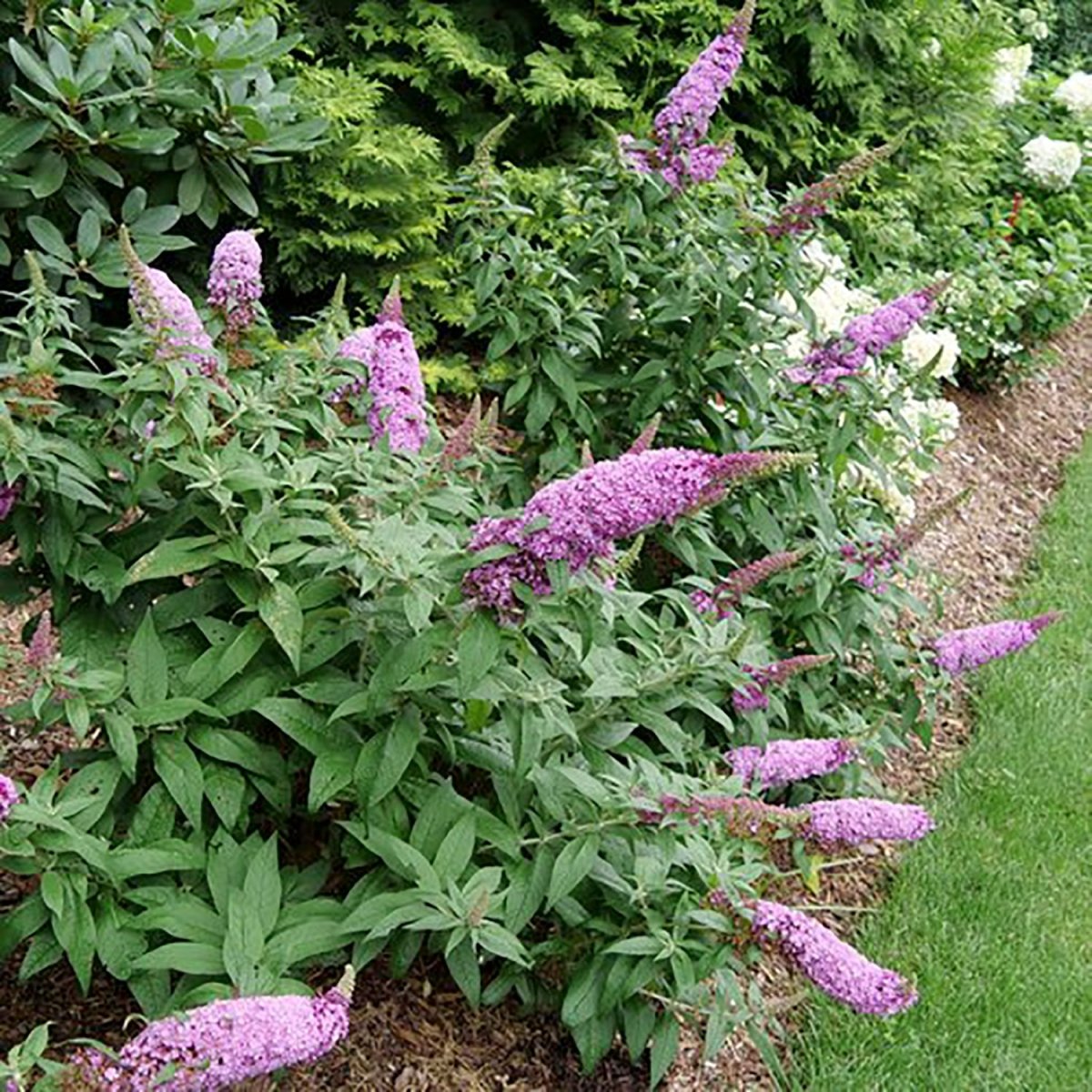 Pugster Pinker Butterfly Bush - LandscapeDirect