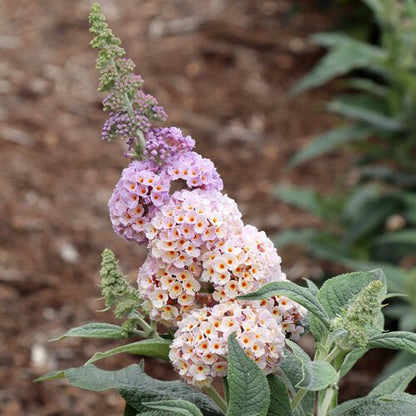PUGSTER SORBET™ Butterfly Bush - LandscapeDirect