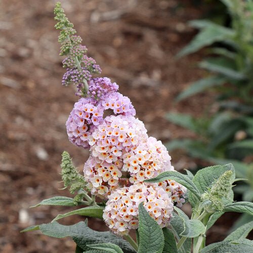 PUGSTER SORBET™ Butterfly Bush - LandscapeDirect