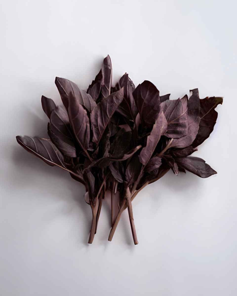 Purple Basil - LandscapeDirect
