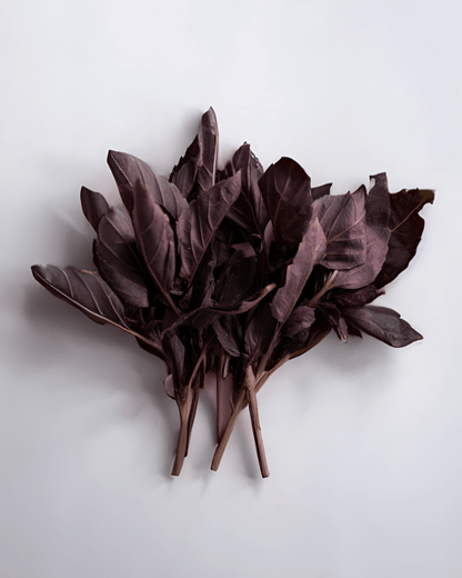 Purple Basil - LandscapeDirect