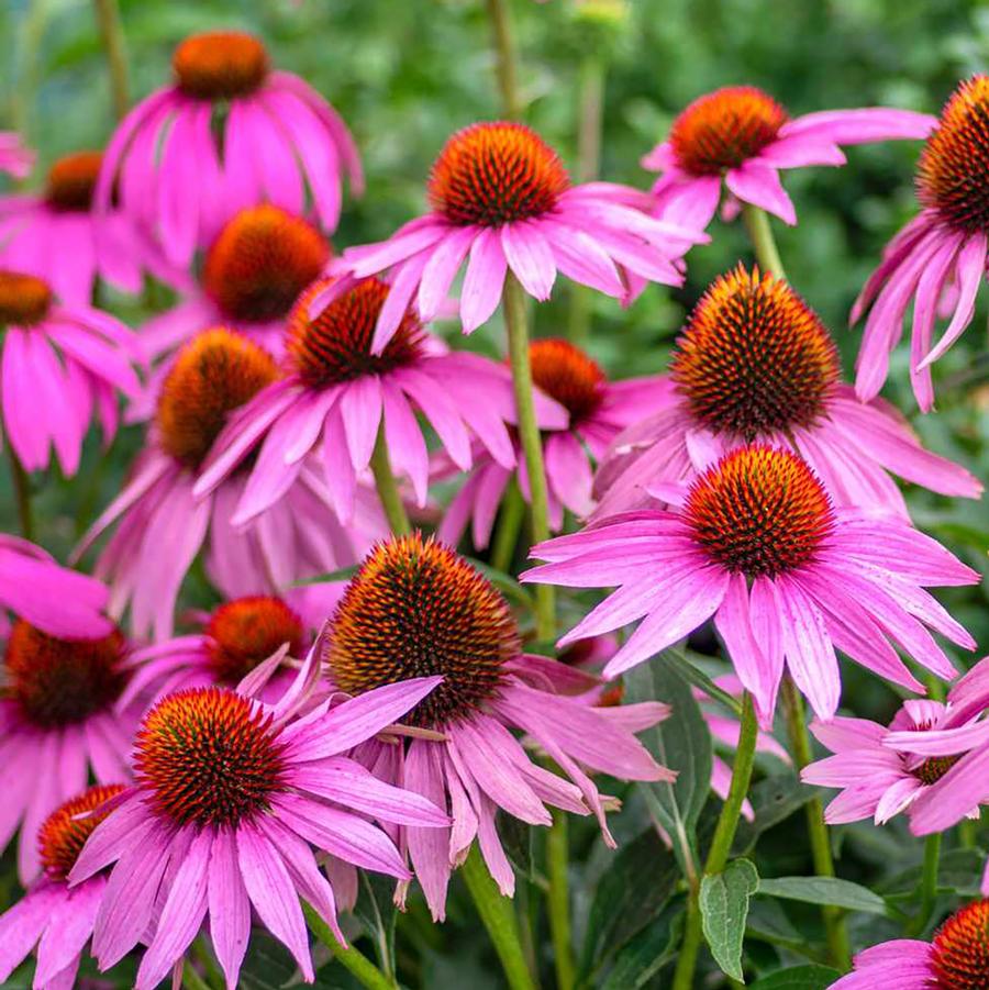 Coneflowers – LandscapeDirect