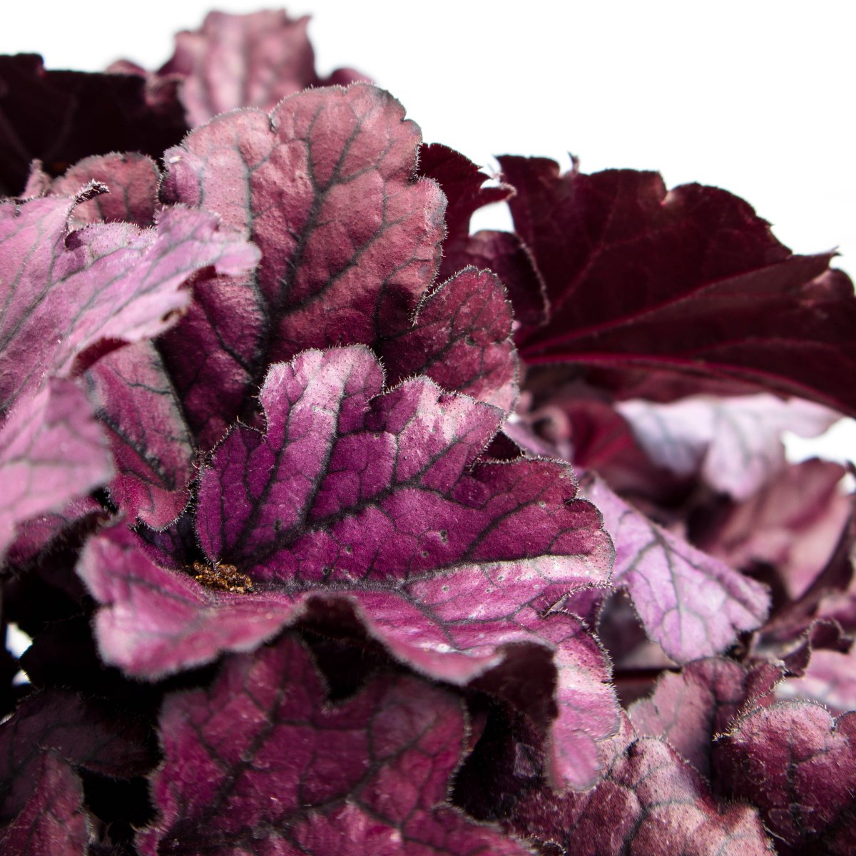 Purple Coral Bells - LandscapeDirect
