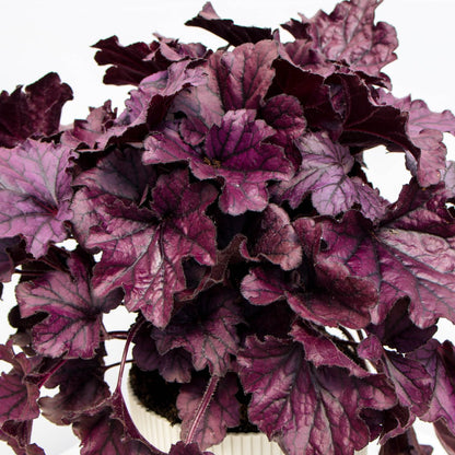 Purple Coral Bells - LandscapeDirect
