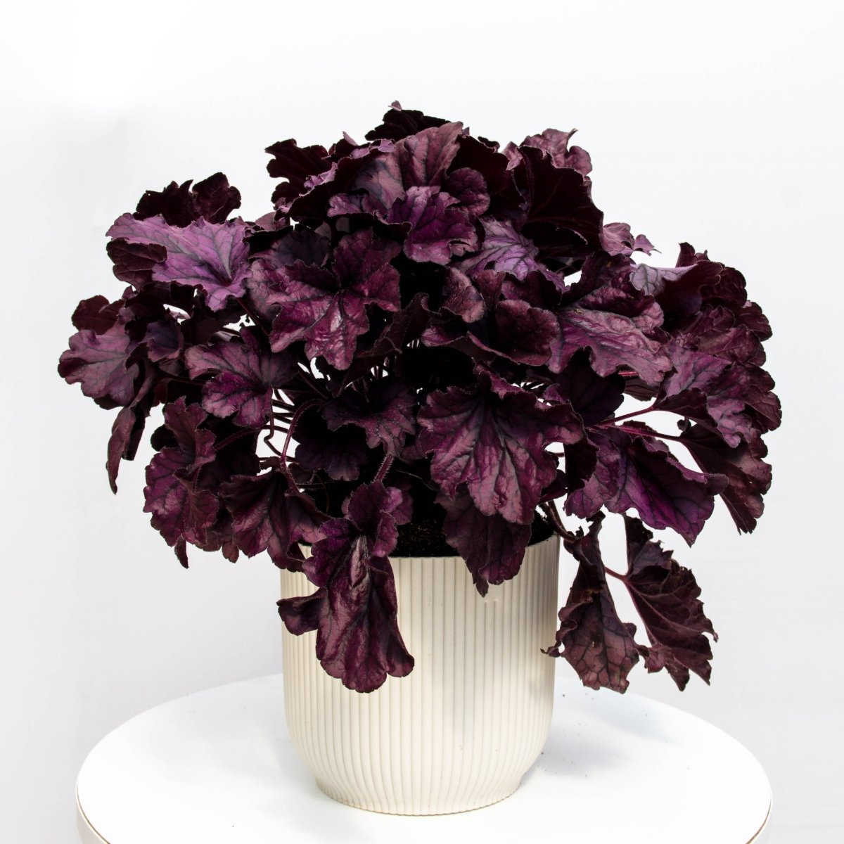 Purple Coral Bells - LandscapeDirect