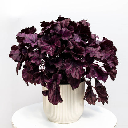 Purple Coral Bells - LandscapeDirect