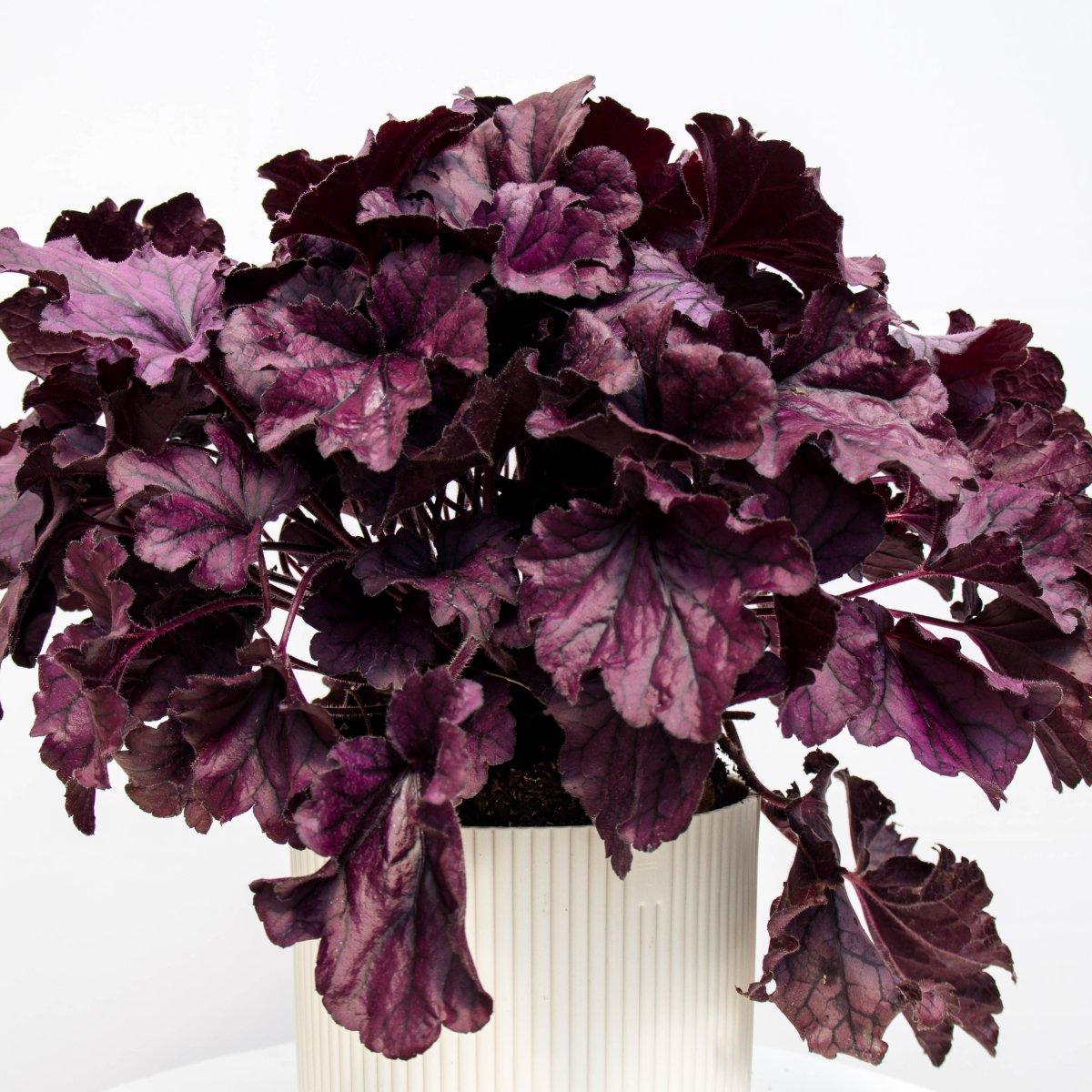 Purple Coral Bells - LandscapeDirect