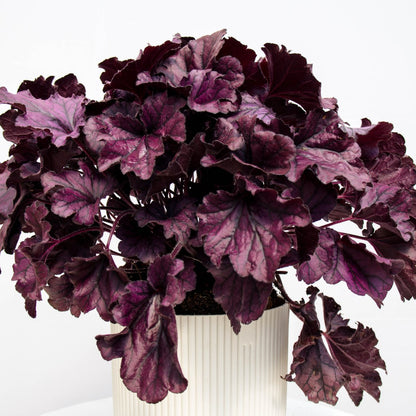 Purple Coral Bells - LandscapeDirect
