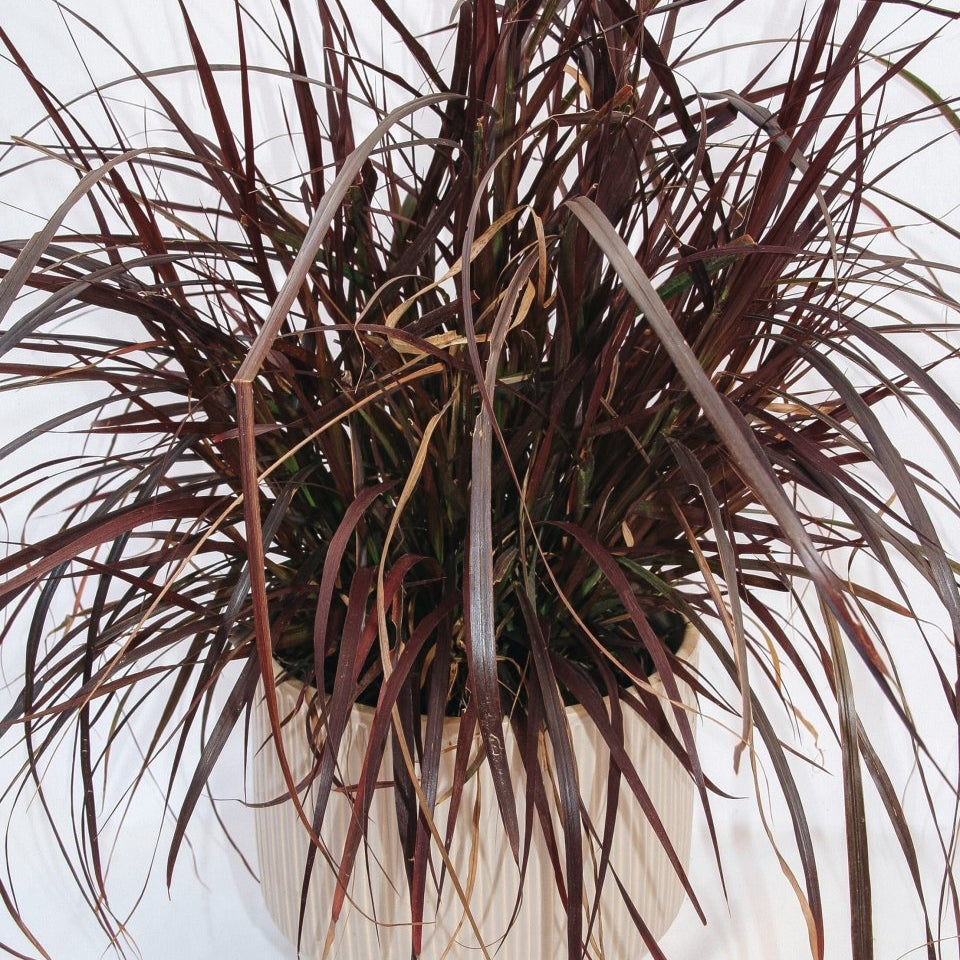 Purple Fountain Grass - LandscapeDirect