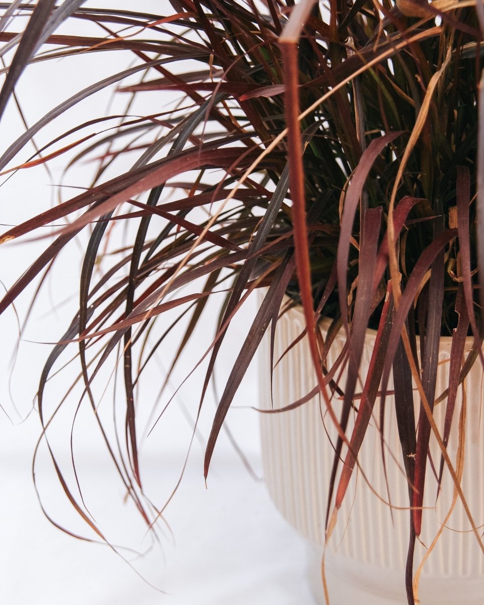 Purple Fountain Grass - LandscapeDirect