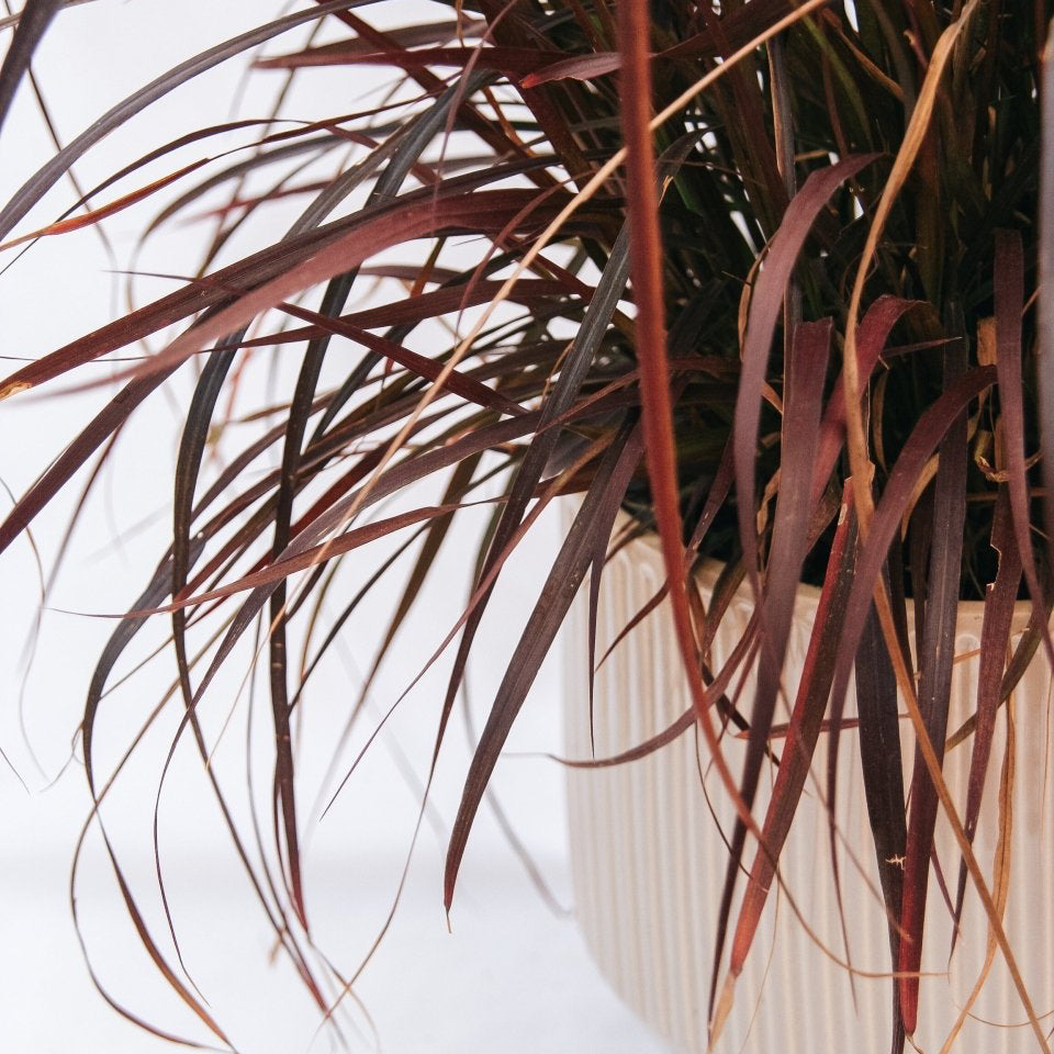 Purple Fountain Grass - LandscapeDirect