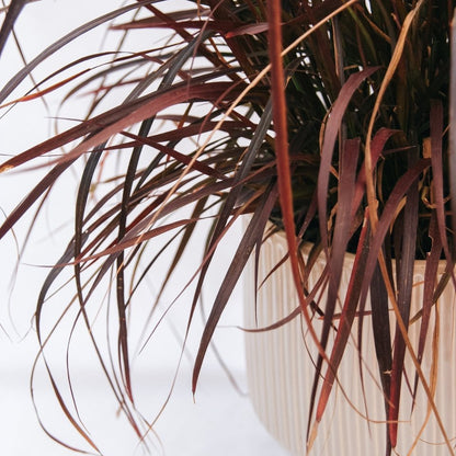 Purple Fountain Grass - LandscapeDirect