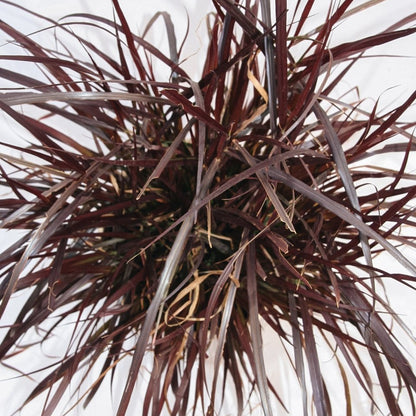 Purple Fountain Grass - LandscapeDirect