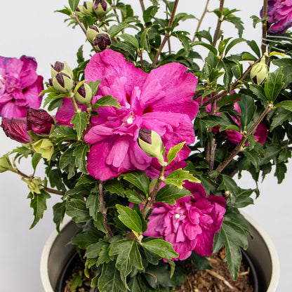 Purple Ruffles Rose of Sharon - LandscapeDirect