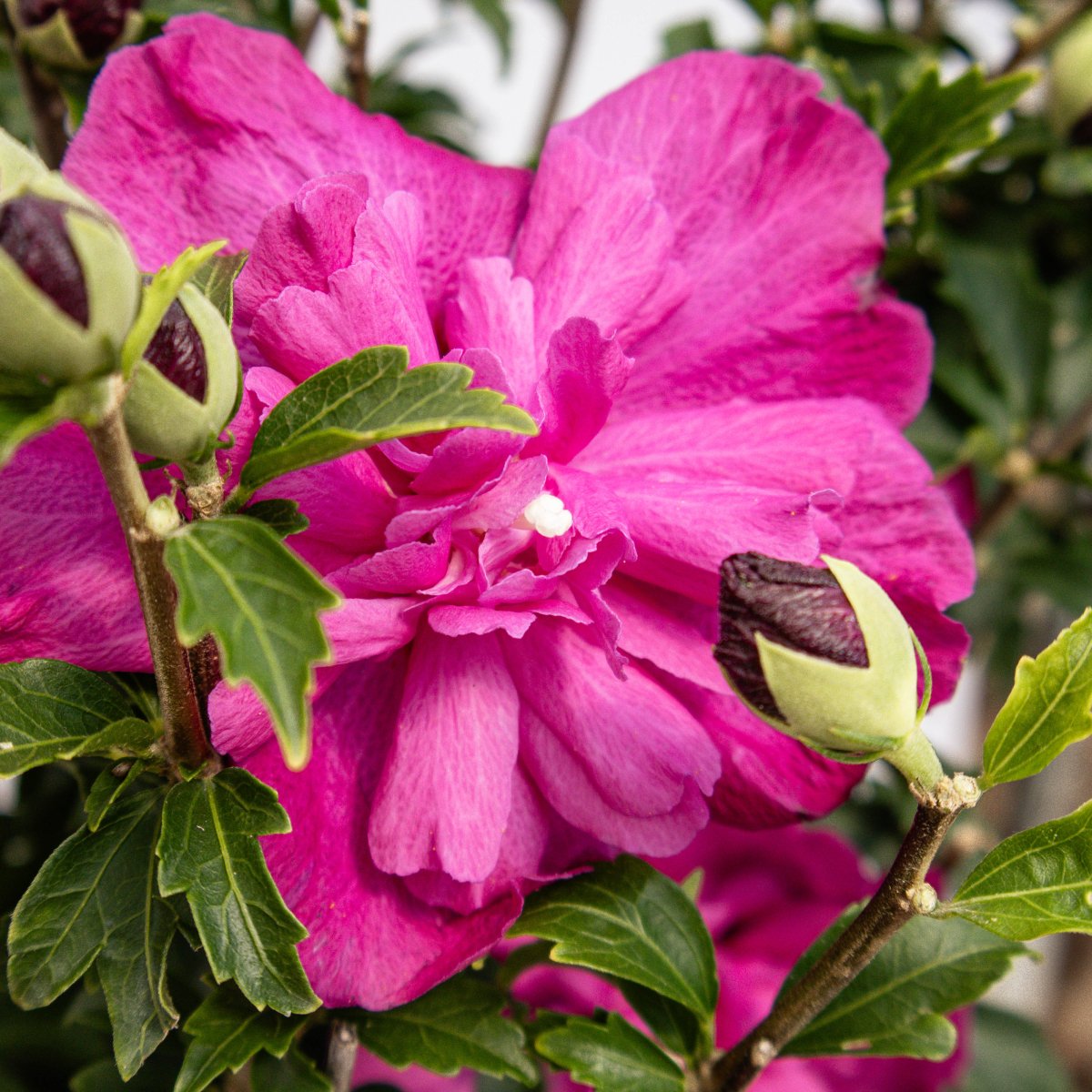 Purple Ruffles Rose of Sharon - LandscapeDirect