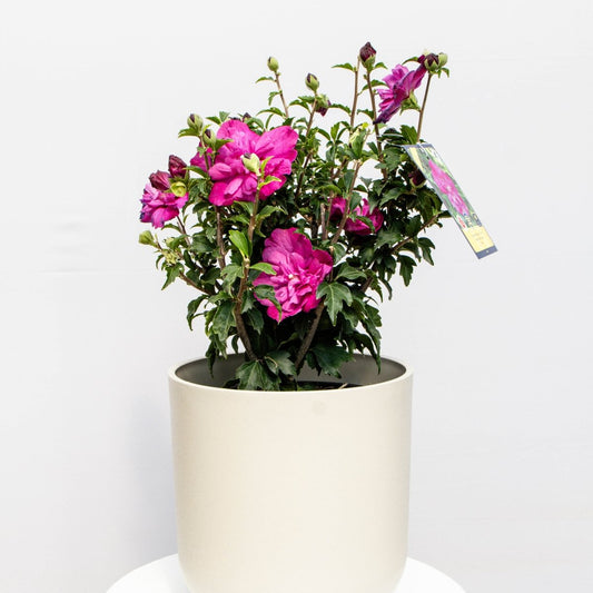 Purple Ruffles Rose of Sharon - LandscapeDirect