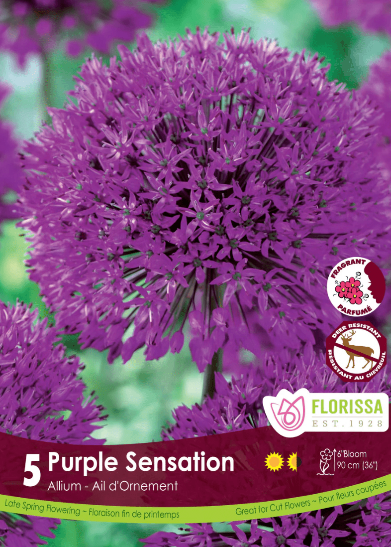Purple Sensation Allium - LandscapeDirect