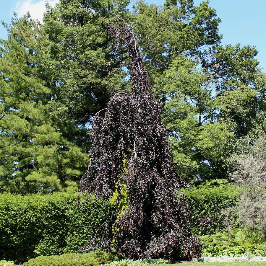 Purple Fountain Beech