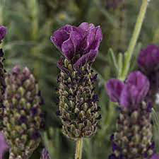 Anouk Spanish Lavender (Standard)