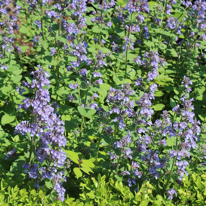 Purrsian Blue Catmint