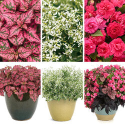 Gloria Rose Share Combo - Super Pack