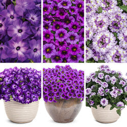 Purple Combo - Super Pack