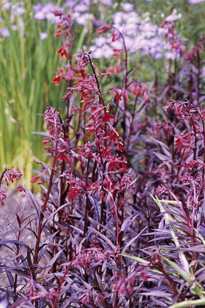 Queen Victoria Lobelia - LandscapeDirect
