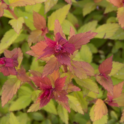 Rainbow Fizz Spirea - LandscapeDirect