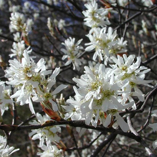 Rainbow Pillar Serviceberry - LandscapeDirect