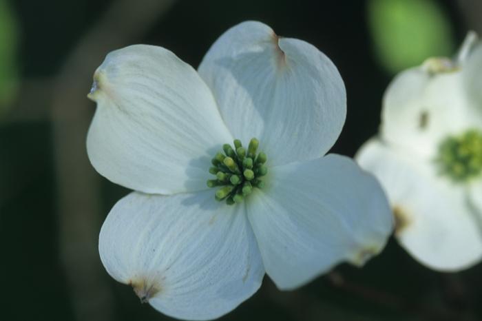 Rainbow Flowering Dogwood