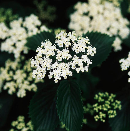 Ralph Senior Arrowwood Viburnum