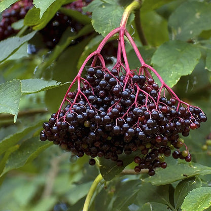Ranch Elderberry - LandscapeDirect