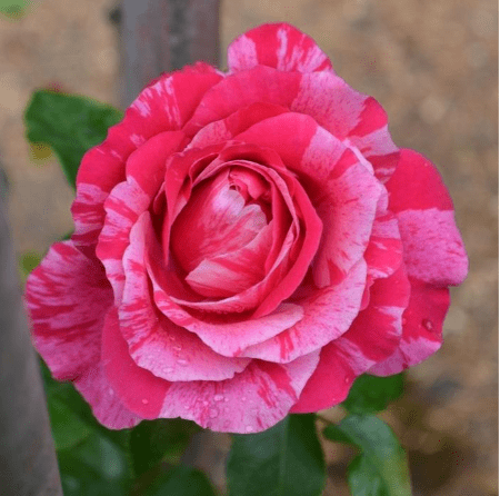 Raspberry Cream Twirl Climbing Rose - LandscapeDirect