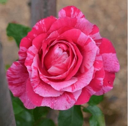 Raspberry Cream Twirl Climbing Rose - LandscapeDirect