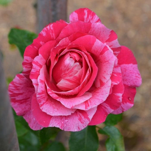 Raspberry Cream Twirl Rose - LandscapeDirect